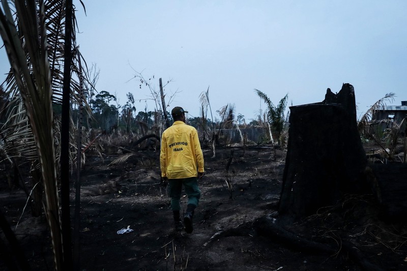 20% din pădurea amazoniană a fost distrusă de defrișări și incendii