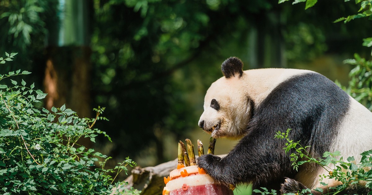 Ursul panda Bei Bei va zbura singur în avion din SUA în China. ”Bagajul”admis la bord: un supraveghetor şi un medic veterinar