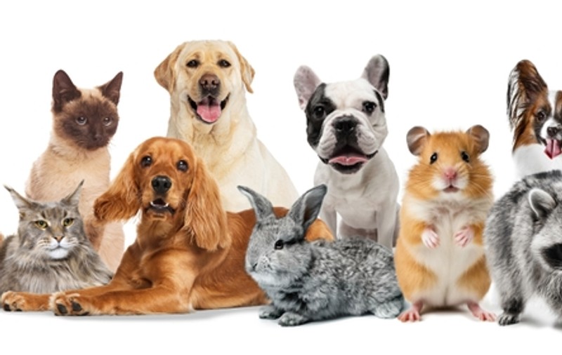 Tot ce trebuie să știi despre importanța animalului de companie în viața ta