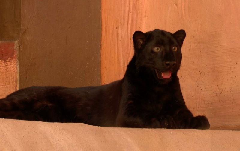 Un pui de leopard negru rar s-a născut în Ucraina: „Hera, fiica lui Hercule. Un caz la un milion” | VIDEO