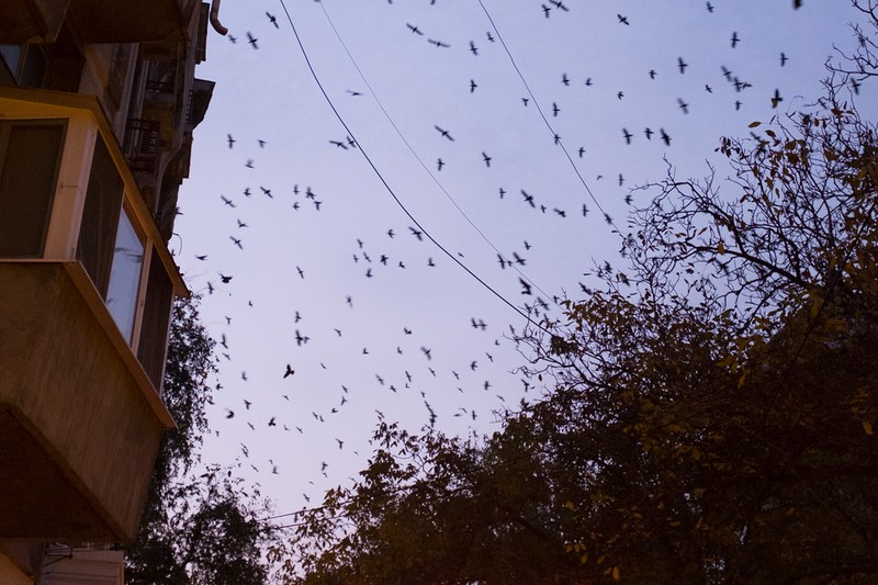Un specialist avertizează că nu vom putea rezolva problema ciorilor până când nu se vor rezolva problemele legate de gropile de gunoi din jurul Bucureștiului. Foto: Ion Mateș