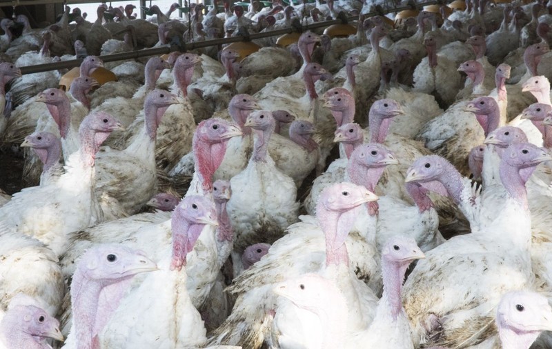 Focare de gripă aviară la platforma zootehnică din Codlea. 224.000 de curcani vor fi sacrificați