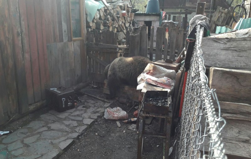 O fetiță de 12 ani din Mureș a fost atacată de urs în curtea casei