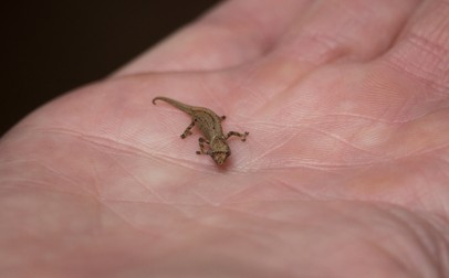 Cameleonul Brookesia Micra - cele mai mici animale din lume