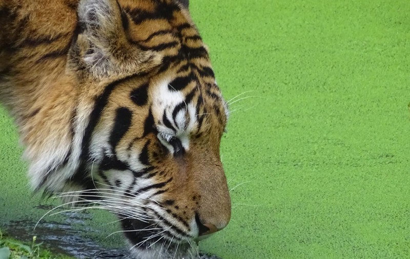 Greșeala care i-a adus moartea angajatului atacat de un tigru la Grădina Zoologică din Pitești