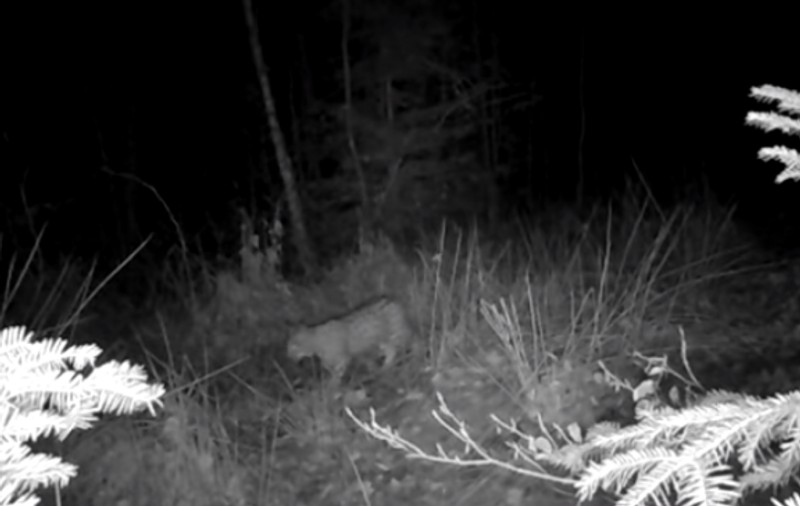 Încă mai avem râși în pădurile din România. Imagini rare, surprinse de un fotograf wildlife în Neamț. Ce spune Cristian Preutu