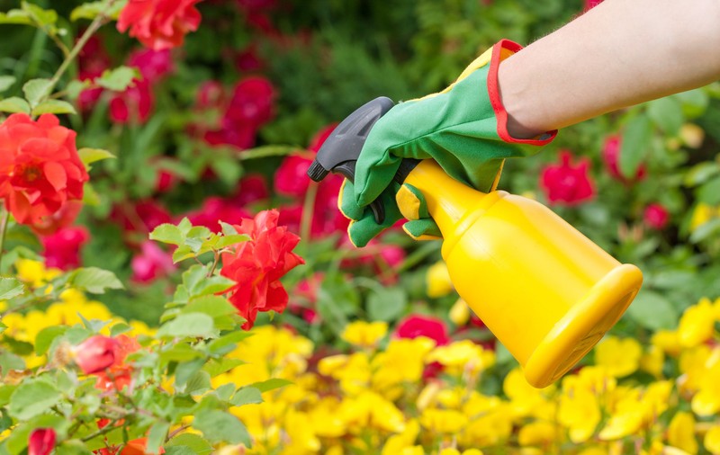 Insecticid natural pentru flori. Ingrediente împotriva dăunătorilor