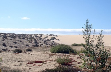 Canare, Fuerteventura, dunele de nisip
