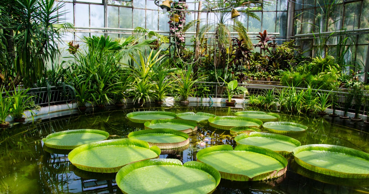 Grădini botanice din România - grădina botanică din Cluj