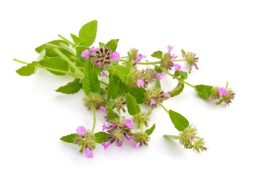Menta sălbatică