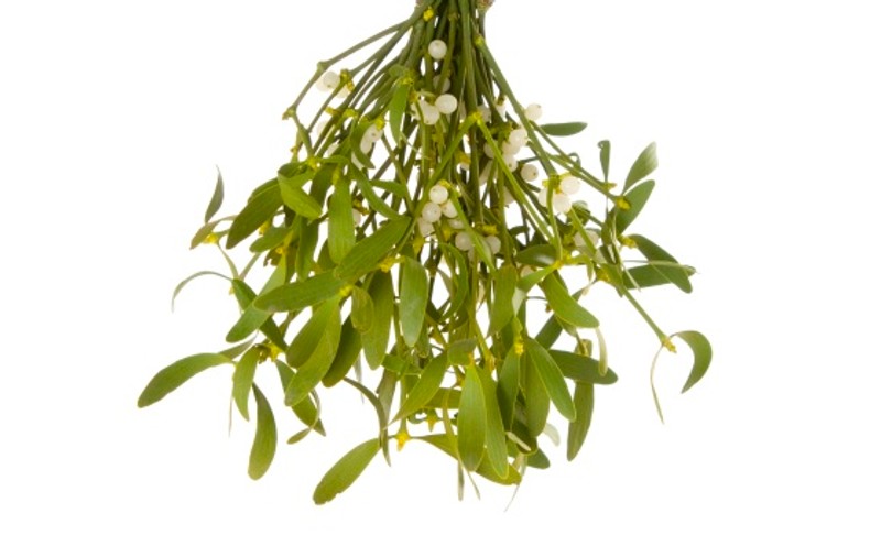 Puterea vindecătoare a plantelor celtice