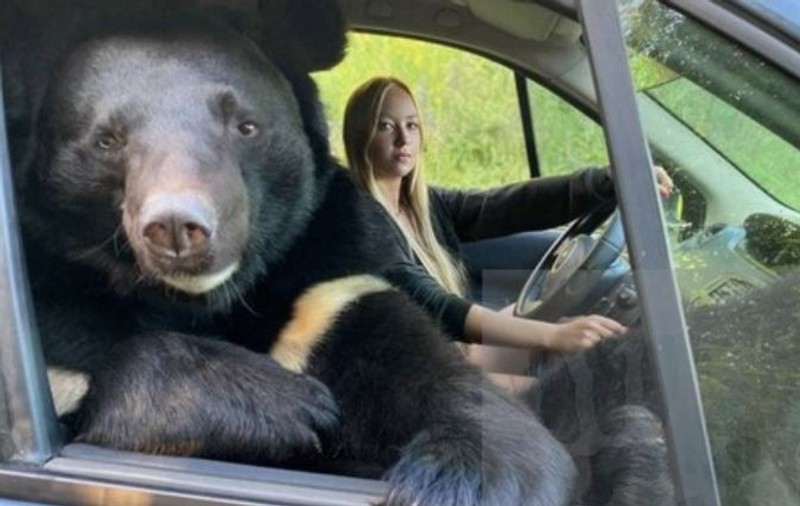 O tânără din Rusia, surprinsă în timp ce călătorește în mașină cu un urs pe locul din dreapta