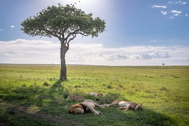 Lipsa turiştilor ar putea duce la creşterea braconajului în Africa Foto: Hepta