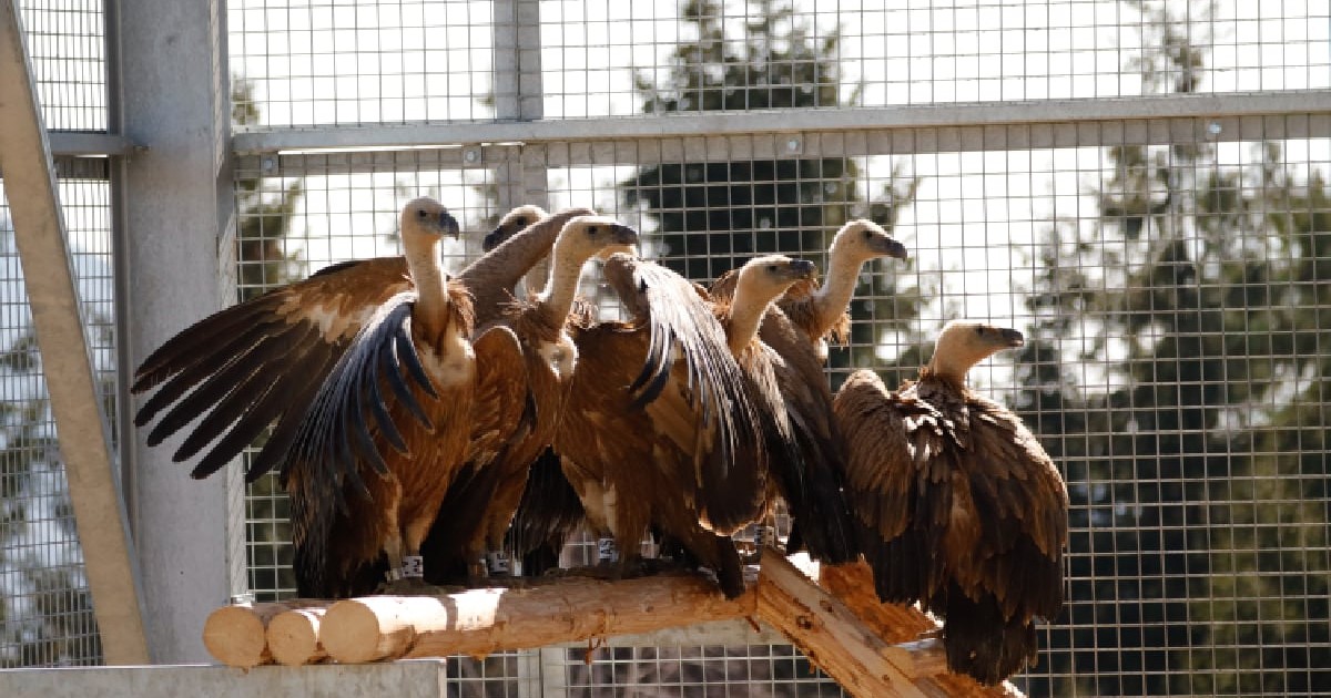 Vulturii suri revin în România
