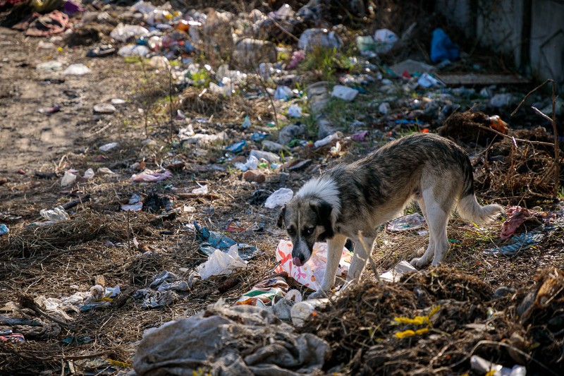 Un câine scormonește printre gunoaiele lăsate de oamenii din cartier