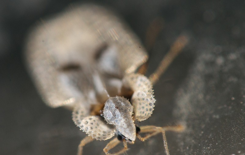 Dosarul "Tigrul de platan". Cum "se luptă" autorităţile cu invazia insectei care ne pune în pericol sănătatea