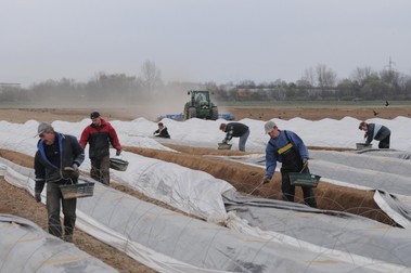 Muncitori sezonieri, la o fermă de sparanghel din Germania | Foto: HEPTA