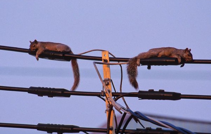 Pe asta nu ați mai văzut-o! Două veverițe se relaxează pe cablurile de înaltă tensiune | FOTO