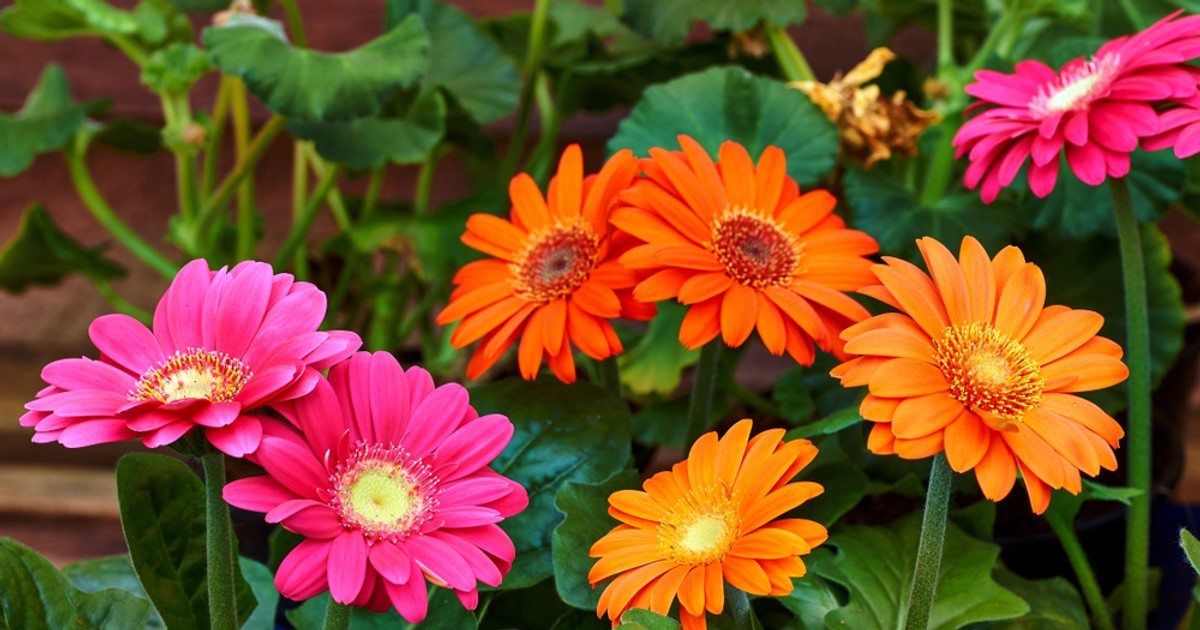 Gerbera - plantare si ingrijire
