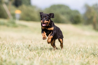 Cum se dresează un Rottweiler