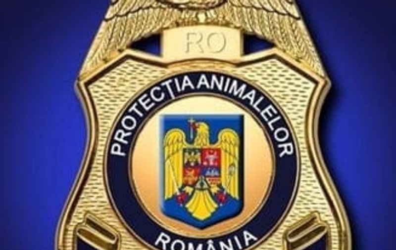 Un elev din Brăila s-a filmat când maltratează un pui de pisică. Dosar penal pentru schingiuirea animalelor