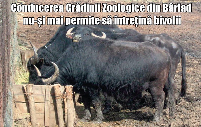 Au scos bivolii la licitaţie
