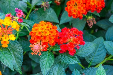 Lantana