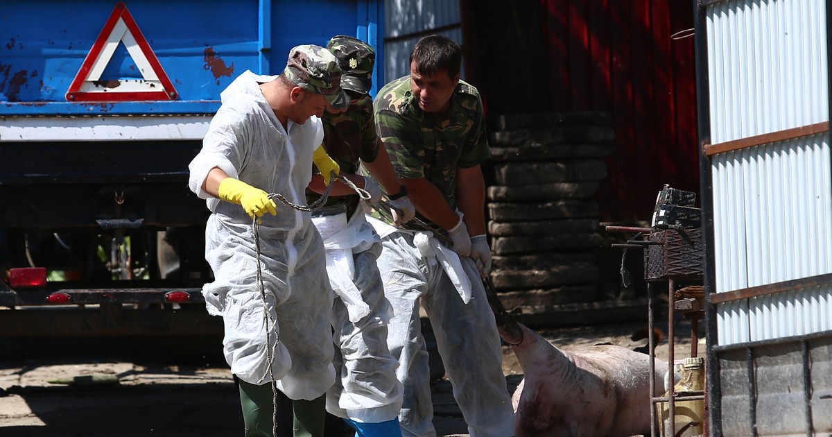 Suspiciune de pestă porcină africană în județul Galați