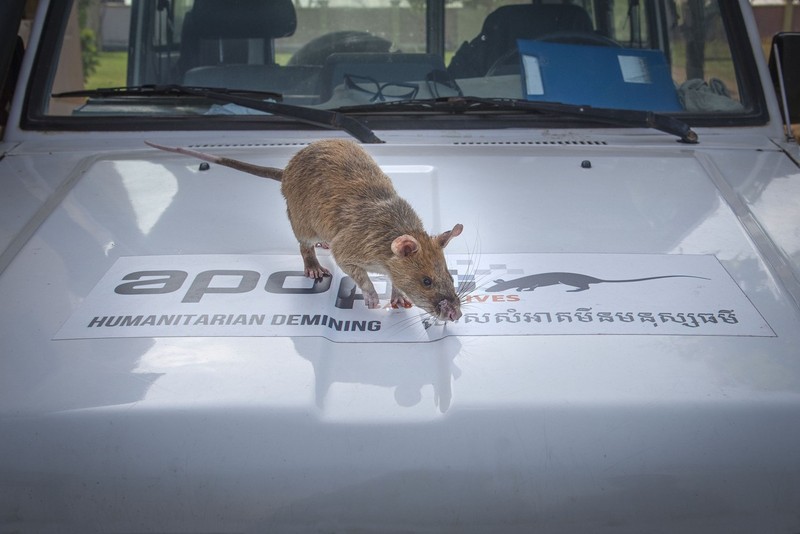 APOPO pregătește șobolani pentru misiuni de depistarea a dispozitivelor explozibile | Foto: Profimedia