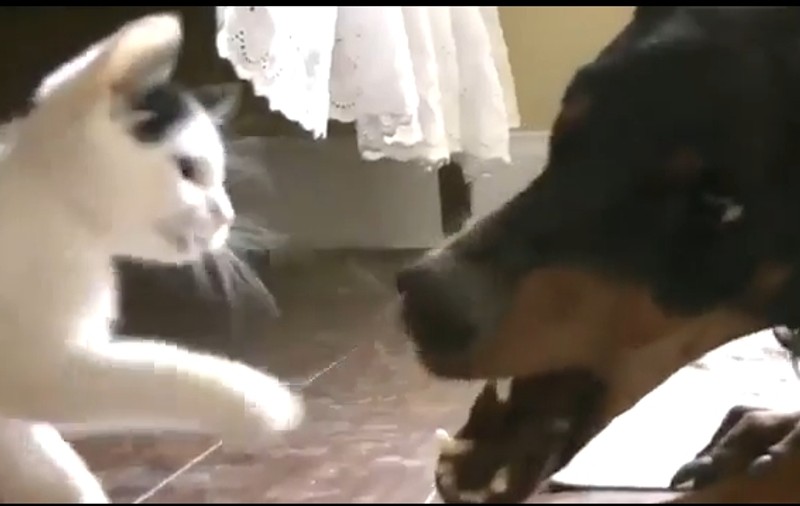 O pisicuţă se bate cu un doberman! Ghici cine câştigă | VIDEO
