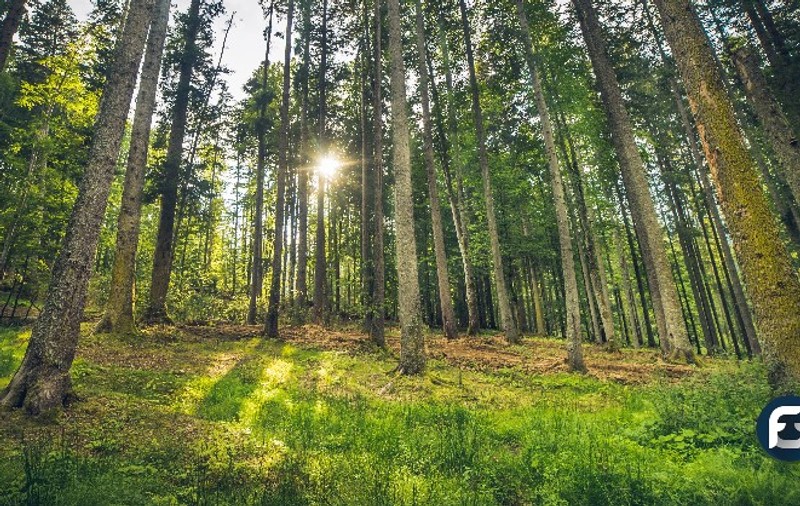 Forest Guardians, aplicația pentru semnalarea tăierii ilegale de păduri, a fost lansată de Greenpeace