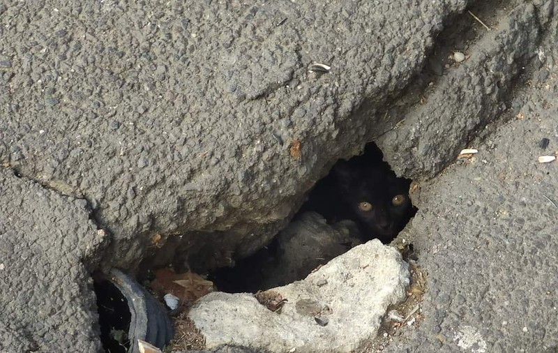 Pisică blocată sub Podul Izvor, în urma unor lucrări de reabilitare, eliberată după 5 zile