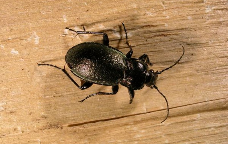 Copilul tău se teme de insecte? Află ce e de făcut!