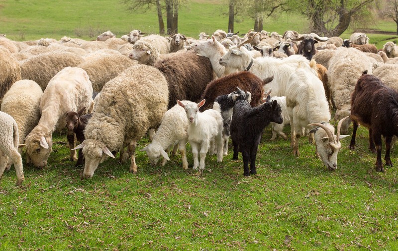 ANSVSA a blocat exportul de capre și oi din România către alte state UE până în luna iunie, după descoperirea unor focare de pestă
