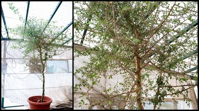 Arborele biblic, adus la viață cu o sâmânță străveeche. FOTO X Live Science