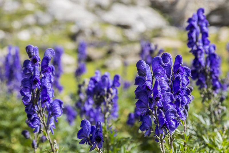 Păducel - Aconitum napellus
