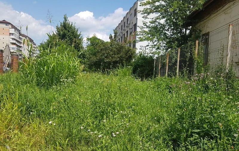 Bălăriile au năpădit Poliția Oradea. Vegetația depășește și jumătate de metru |FOTO