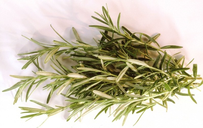 GHIDUL plantelor medicinale