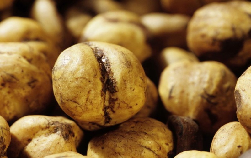 Ce surse de proteină ai în postul Crăciunului?