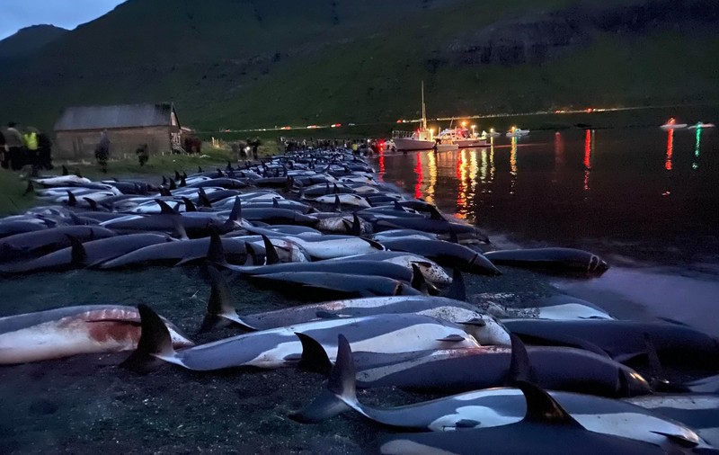 Aproape 1.500 de delfini, ucişi în Insulele Feroe cu ocazia unei tradiţii ce datează de sute de ani