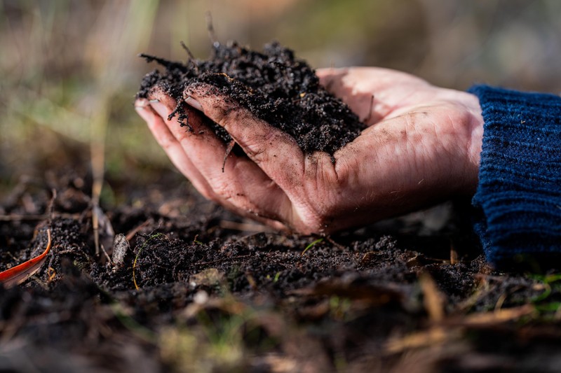 Prin fotosinteză, plantele iau carbonul din atmosferă și îl trec, prin rădăcină, în sol. / Profimedia