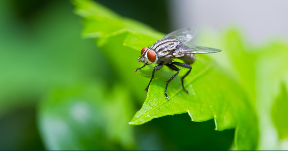 Musca de exterior, pe o frunza