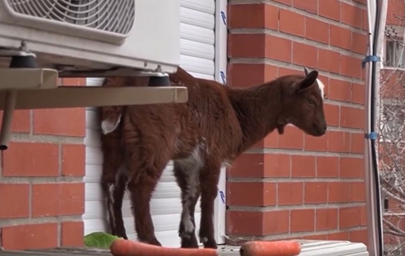 Capră salvată de pompieri de pe un balcon de la etajul 5. Nimeni nu știe a cui este și cum a ajuns în blocul din centrul unui oraș spaniol