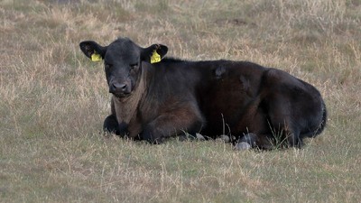 vaci-black-angus-disparute-neamt