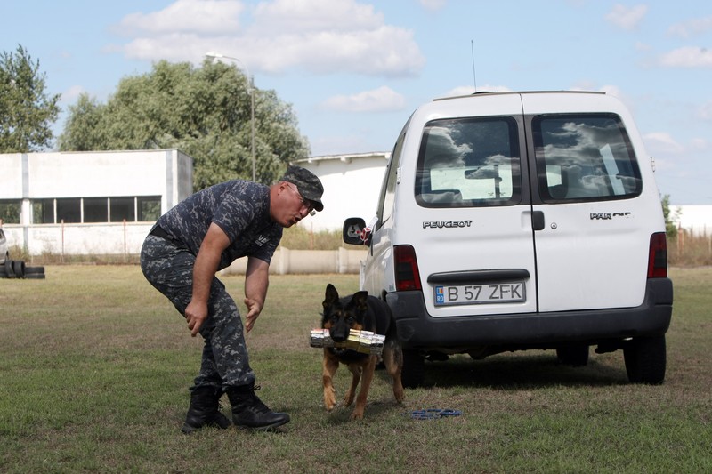 Cățelul Max, specializat și în depistarea tigărilor de contrabandă, lucrează în Vama Sculeni