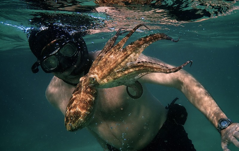 Los Angeles Times: ”La documentar, Colectiv ar merita Oscarul, dar va câștiga My octopus teacher”