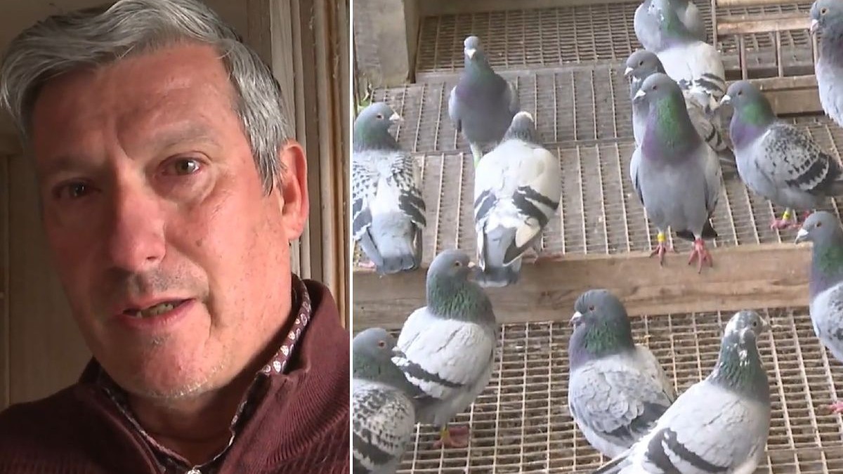 Colaj din două fotografii: în stânga un bărbat de vârstă mijlocie, cu părul scurt și gri, îmbrăcat cu o cămașă maro, iar în dreapta mai mulți porumbei.
