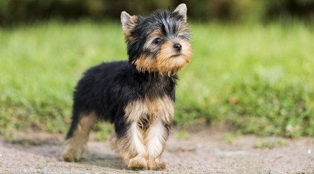 Yorkshire Terrier
