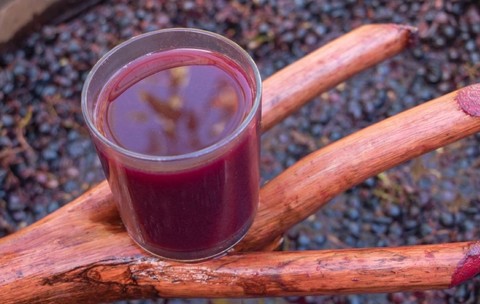 Cum știi când începe să fermenteze mustul