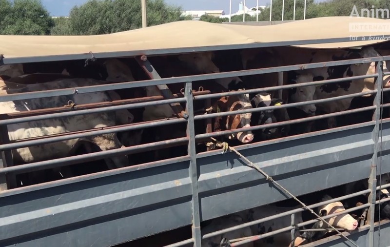 VIDEO/ Animalele din România, transportate în condiții îngrozitoare. Riscăm o anchetă a Parlamentului European. Atenţie, imagini care vă pot afecta emoţional!